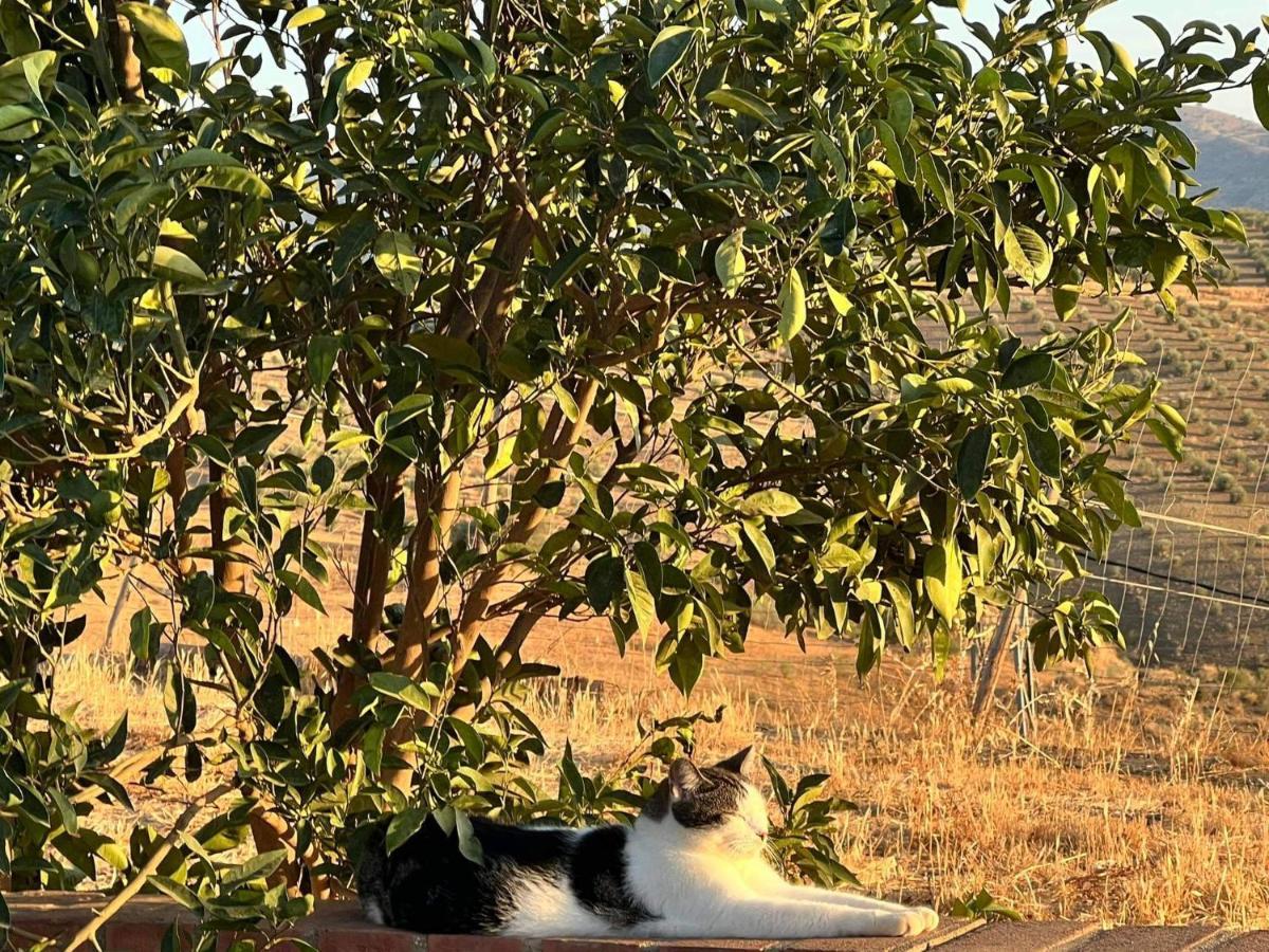 B&B Casa Lore D'Or Alora Dış mekan fotoğraf